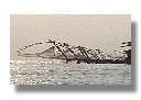 Chinese Fishing Nets